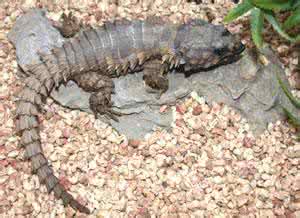 犰狳环尾蜥 犰狳环尾蜥 犰狳环尾蜥的介绍