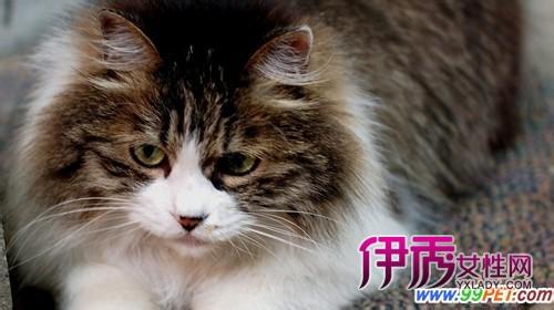 猫咪春季掉毛 如何应对猫咪春季掉毛问题