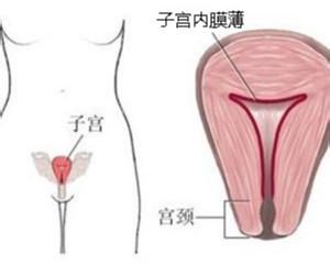怀孕子宫内膜1.6cm正常 子宫内膜1.6cm正常吗