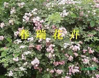 月季花栽培的详细介绍 月季花栽培的详细介绍 【藿香花】藿香花的详细介绍