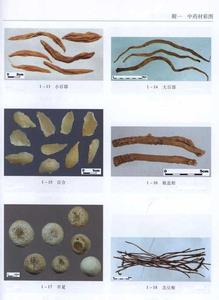 常用中药材传统鉴别 用传统方法鉴别中药材