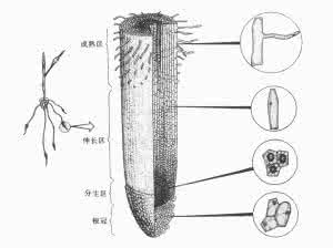 根尖的结构图 根的结构(图)