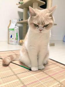 小猫爱玩的抓小鱼游戏 小猫爱玩的抓小鱼游戏 小猫发现了桌上小鱼干,因爪短够不到之后...