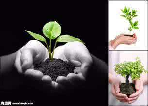 小树苗成长过程素材 树成材的过程就是人成才的过程