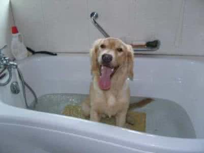 给狗狗洗澡的正确方法 给狗狗洗澡的技巧有哪些方面呢?