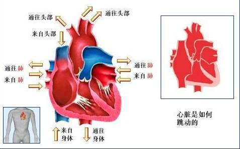 心脏能将血液泵至全身 （全是精华）心脏/血液【空间站】  6