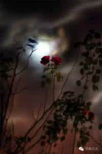 荷塘月色美文 月色，凡花【情感美文】