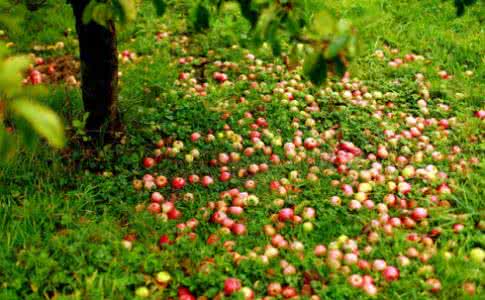 等你的季节 等你，在收获的季节