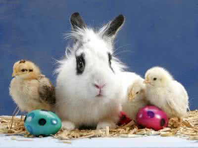 巨型兔子有什么品种 迷你兔有哪些品种怎么养护