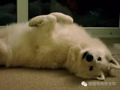 可爱棉花糖 棉花糖一般蓬松可爱的萨摩耶