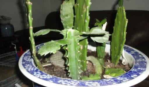 龙骨嫁接蟹爪兰 龙骨嫁接蟹爪兰真的可以么?