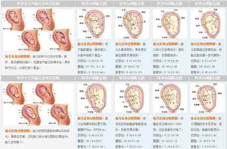 胎儿各阶段发育标准 胎儿各阶段发育标准 胎儿各阶段发育情况