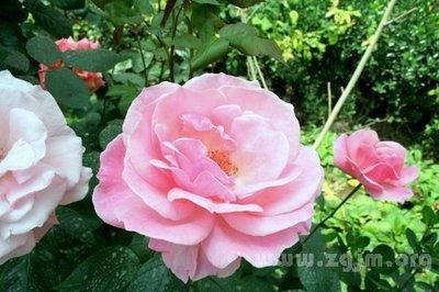 梦见芍药花 梦见芍药花 梦见莲花