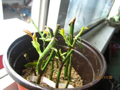 扦插月季成活的标志 盆栽月季扦插方法 花中皇后如何扦插更易成活