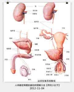 人体骨骼器官图 人体所有器官和骨骼的名称大全