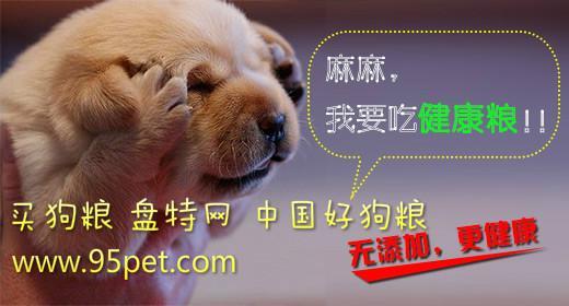 自制幼犬狗粮的做法 自制犬粮需要注意的六问题
