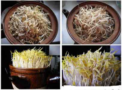 观察绿豆芽的生长日记 砂锅生绿豆芽