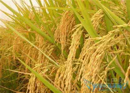 水稻栽培历史 中国水稻栽培史