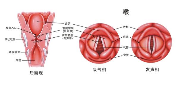 慢性咽炎鉴别诊断 图解：简单三步丨诊断与治疗慢性咽炎