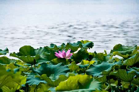 故乡的夏天 阅读答案 我那夏天的故乡