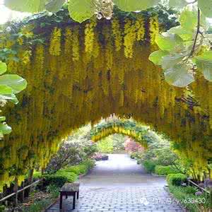 园林藤本植物 【景观设计】藤本植物在园林中的运用