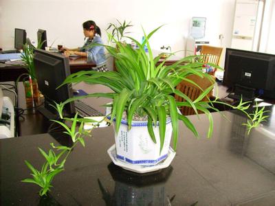 家居风水植物有哪些 办公室风水植物 办公室风水植物有哪些