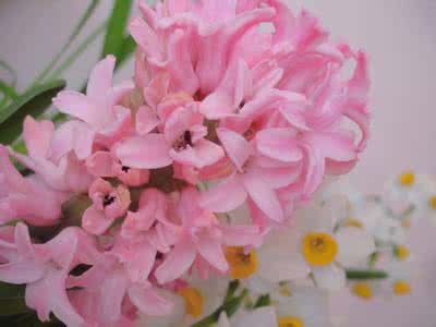 粉色风信子的寓意 粉色风信子花语