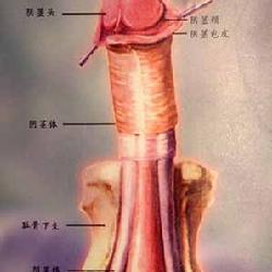阴茎折断会自愈吗 遭遇阴茎折断紧急处理方法