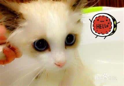 宠物店怎么给猫咪洗澡 宠物猫咪洗澡要注意哪些？