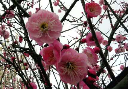 寒梅著花未 寒梅著花未 来日绮窗前，寒梅著花未。