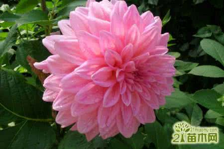 大丽花块根采收和贮藏 大丽花块根采收和贮藏 夏季最美的大丽花是怎么种出来？块根完整教程