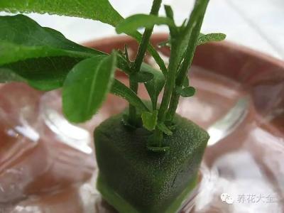 如何提高扦插成活率 成活率最高的3大超简单扦插术，赶紧学起来！