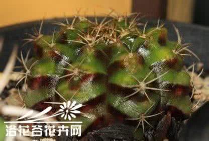 多肉植物养殖方法 多肉植物的品种决定养殖方法