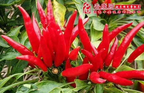 女人梦到摘青辣椒 妊娠线 梦到摘辣椒