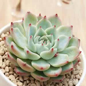 多肉植物卡罗拉 【园艺】多肉植物卡罗拉Echeveria colorata