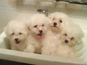 比熊犬多大可以洗澡 如何给比熊犬洗澡