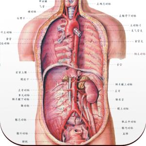 人体解剖图内脏 人体内脏解剖图片394