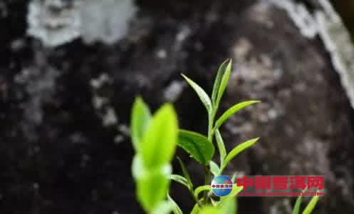 春茶 夏茶 春茶苦 夏茶涩 要好喝 秋白露