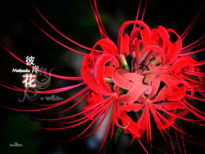 彼岸花花开彼岸 彼岸花败，陌路花开。