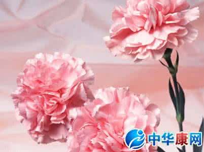 母亲节送几朵康乃馨 母亲节送几朵康乃馨好