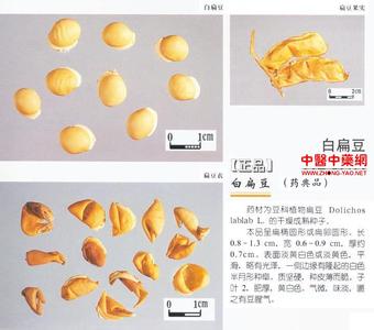 白扁豆的鉴别 白扁豆鉴别 扁豆的简介图片和鉴别方法