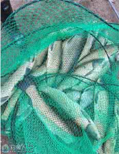 钓鳊鱼窝料 自制屡战屡爆的草鱼、鳊鱼窝料