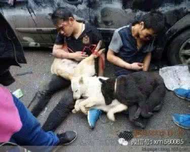 董卓 小狗 不是“奸贼”董卓:谁才是最后搞乱汉朝天下的人