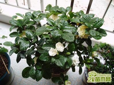 栀子花的养殖方法 【家庭养花】栀子花的养殖方法