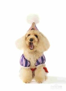 狗狗剃毛后注意事项 给泰迪犬剃毛三大注意事项