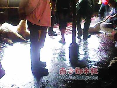 注水羊肉 私宰点注水羊肉流入市场 记者目击注水过程
