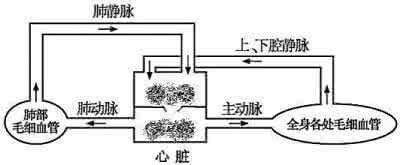 19岁小伙长“青蛙心” 天气一变冷皮肤就变黑