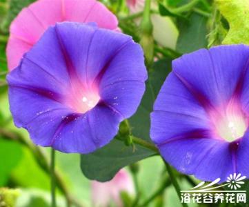 牵牛花是否就是喇叭花 【喇叭花】牵牛花(喇叭花)的资料_喇叭花