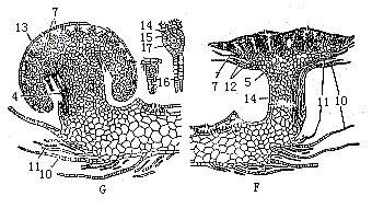 marchantia 苔类  具孢子体的地钱(Marchantia polymorpha)