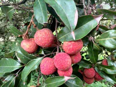 荔枝保存方法 荔枝核验方